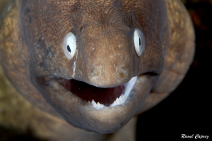 Curious smile by Raoul Caprez 